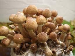 Orissa India Flyer Mushroom Grow Kit