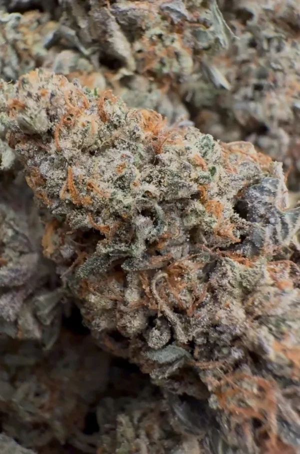 Purple-Guava-Dawg-INDICA-3.5G.webp